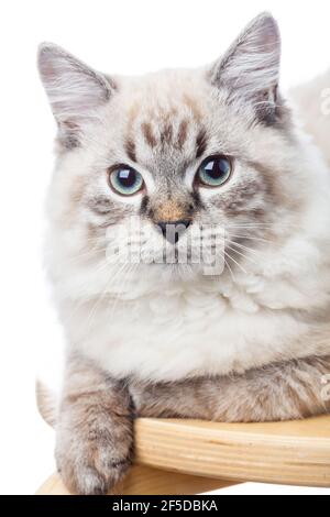 Portrait of blue-eyed male Neva Masquerade Colorpoint kitten Stock Photo
