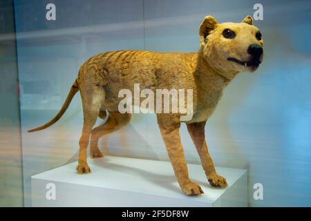 Thylacine (Tasmanian Tiger) - Australia Stock Photo