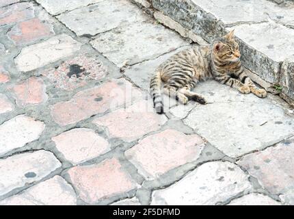 Many domesticated cats live in the ancient town and are a frequent sight around the winding arrow streets and historic squares. Stock Photo