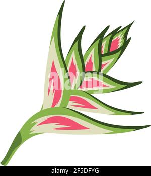 exotic heliconia plant tropical icon Stock Vector