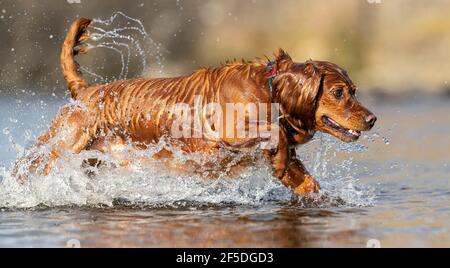 Spaniel dogs playing in a river, North Yorkshire, UK. Stock Photo