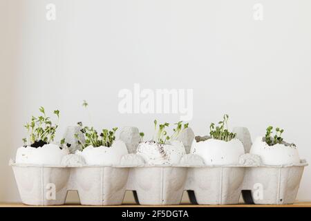 Fresh sprouts in egg shells in carton box on white background. Arugula, basil, watercress sprouts microgreen in eggshells. Reuse, plastic free seedlin Stock Photo