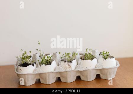 Fresh sprouts in egg shells in carton box on wooden background. Arugula, basil, watercress microgreens in eggshells with soil. Reuse. Plastic free see Stock Photo