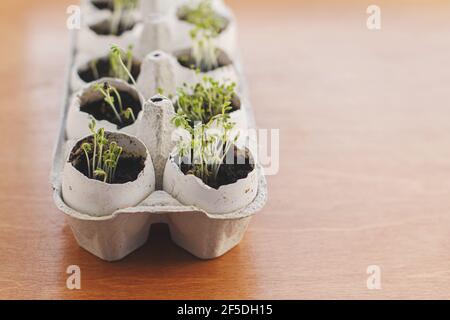 Fresh sprouts in egg shells in carton box on wooden background. Arugula, basil, watercress microgreens in eggshells with soil. Reuse. Plastic free see Stock Photo