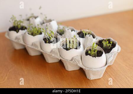 Fresh sprouts in egg shells in carton box on wooden background. Arugula, basil, watercress microgreens in eggshells with soil. Reuse. Plastic free see Stock Photo