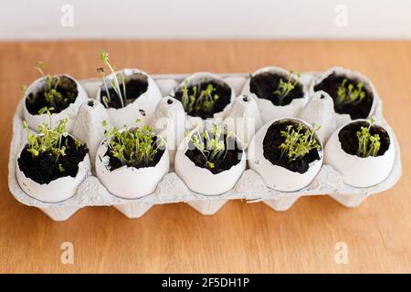 Fresh sprouts in egg shells in carton box on wooden background. Arugula, basil, watercress microgreens in eggshells with soil. Reuse. Plastic free see Stock Photo