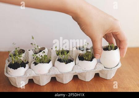 Hand holding fresh sprouts in egg shells in carton box on wooden background. Arugula, basil, watercress microgreens in eggshells with soil. Reuse. Pla Stock Photo