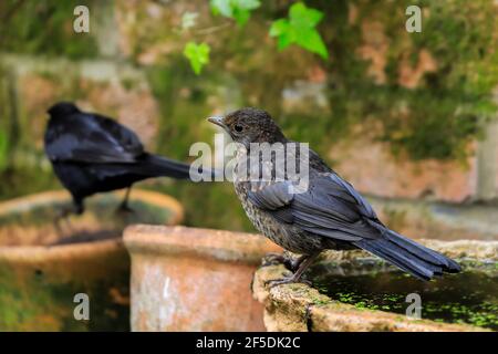 Juvenile Common blackbird (Turdus merula) waiting for food from it's parent seen beyond, in a Chiltern garden; Henley-on-Thames, Oxfordshire, UK Stock Photo