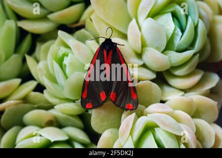 Cinnabar moth (Tyria jacobaeae) in a garden. Named after the mineral, seen both day & night; Henley-on-Thames, Oxfordshire, UK Stock Photo