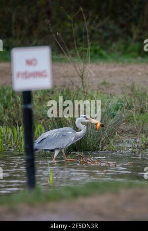 Barn Hill, Wembley Park, UK. 26th March 2021.Grey Heron (Ardea cinerea) ignores NO FISHING sign as it guzzles down several fish in Barn Hill Pond for breakfast.  Amanda Rose/Alamy Live News Stock Photo