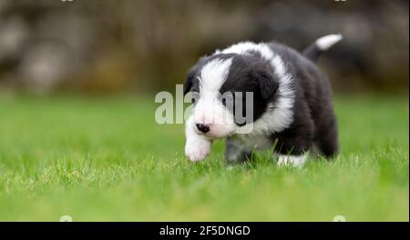Young Border collie pups taking their first steps outside on a lawn at 4 weeks old. North Yorkshire, UK. Stock Photo