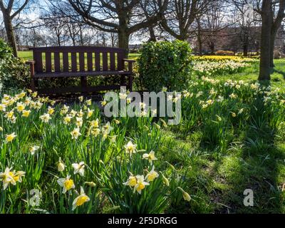 Daffodils in bloom at Belmont Park in Starbeck Harrogate North Yorkshire England Stock Photo