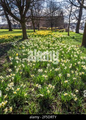 Daffodils in bloom at Belmont Park in Starbeck Harrogate North Yorkshire England Stock Photo