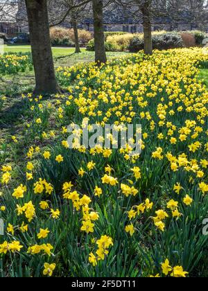 Daffodils in bloom at Belmont Park in Starbeck Harrogate North Yorkshire England Stock Photo