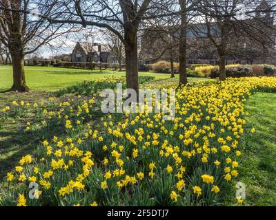 Daffodils in bloom at Belmont Park in Starbeck Harrogate North Yorkshire England Stock Photo