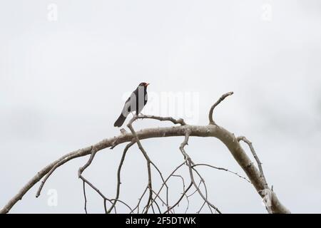 Male blackbird resting in an ash tree Stock Photo