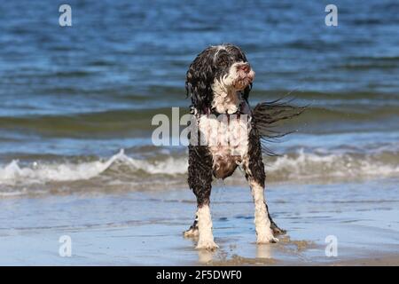 A water dog standing near the ocean on a day out to the beach in summer ready to play in the water Stock Photo