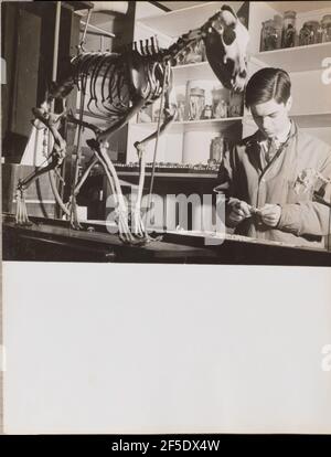 Young man stands next to an animal skeleton. Arnold Eagle (American, 1909 - 1992) Stock Photo