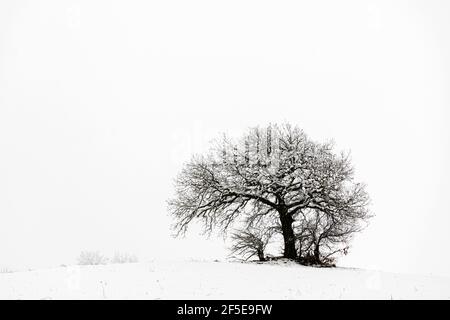 Black and white landscape with an alone tree and a cloudy sky Stock ...