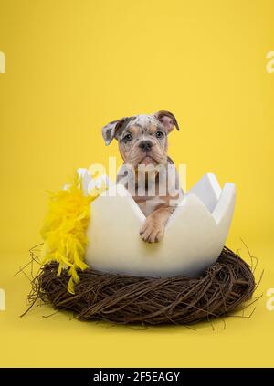 Cute old english bulldog puppy in a huge easter bird nest with yellow feathers on a yellow background Stock Photo