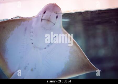 fish electric ramp in the oceanarium in Russia,fauna of the ocean Stock Photo