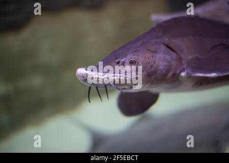 big sturgeon fish swims in water, behind glass in an aquarium Stock Photo