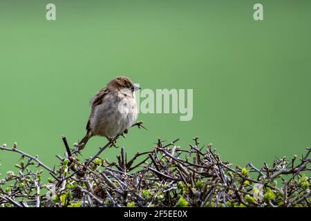 Female House Sparrow perched on top of hawthorn hedge Stock Photo