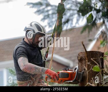 Tree surgeon at work cutting down and trimming trees in an urban back garden. Stock Photo