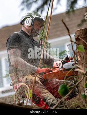 Tree surgeon at work cutting down and trimming trees in an urban back garden. Stock Photo