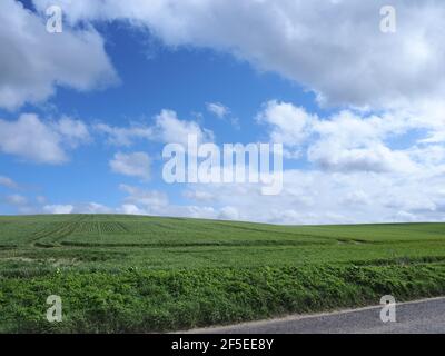 Eastchurch, Kent, UK. 26th March, 2021. UK Weather: a field in Eastchurch, Kent bears an uncanny resemblance to the famous 'Windows XP' desktop background during today's sunny spells and cloudscapes. Credit: James Bell/Alamy Live News Stock Photo