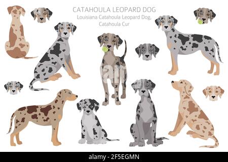 Catahoula leopard dog clipart. Different poses, coat colors set. Vector
