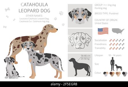 Catahoula leopard dog clipart. Different poses, coat colors set.  Vector illustration Stock Vector