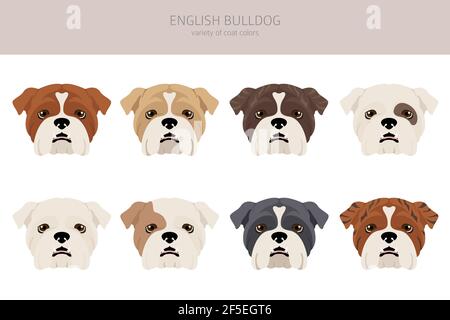 English bulldog clipart. Different poses, coat colors set. Vector ...