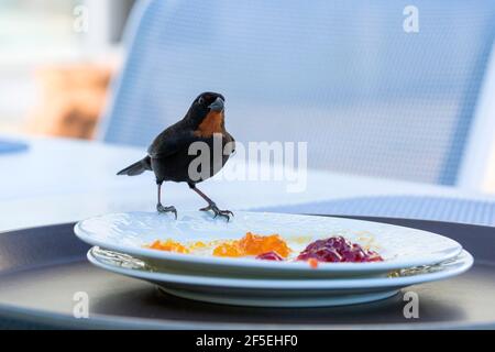 Marigot Bay, Castries, St Lucia. Adult male Lesser Antillean bullfinch, Loxigilla noctis, eyeing up leftovers on hotel breakfast plate. Stock Photo