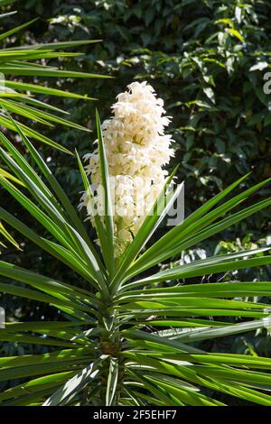 Mon Repos, Micoud, St Lucia. Flowering specimen of a common yucca, Yucca filamentosa, in the Mamiku Botanical Gardens. Stock Photo