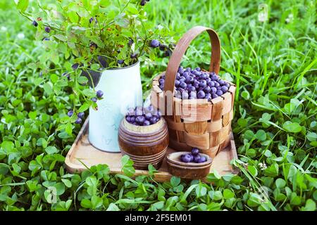 Blueberries in wicker wooden basket on tray on grass background. Large harvest of eco-friendly natural berries. Leaves of bush with berries in waterin Stock Photo