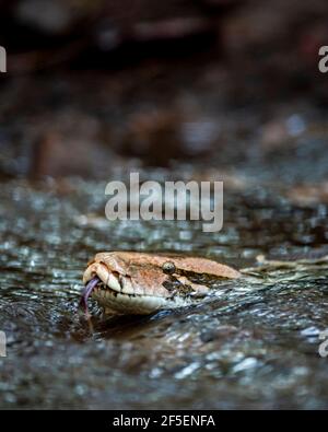 Python molurus or Indian rock python or black tailed python portrait in flowing water stream background at ranthambore national park or tiger reserve Stock Photo