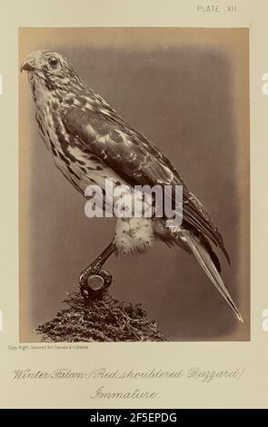 Winter Falcon (Red shouldered Buzzard), Immature. William Notman (Canadian, born Scotland, 1826 - 1891) Stock Photo