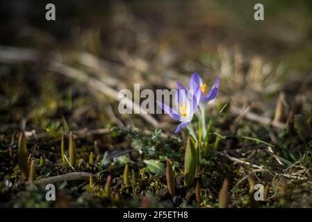Wild purple crocuses blooming in their natural environment in the forest. Crocus heuffelianus.Macro closeup photography Stock Photo