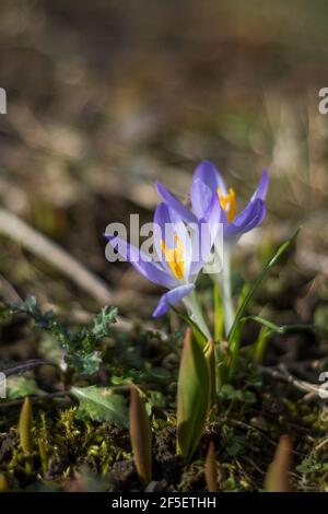 Wild purple crocuses blooming in their natural environment in the forest. Crocus heuffelianus.Macro closeup photography Stock Photo