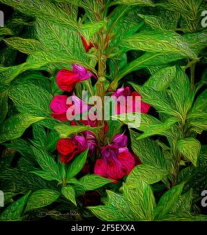 This is a study of red balsam growing in a tropical garden. It measures 22.472 in x 24 in. The beautiful fuchsia, red and purple blooms are set agains Stock Photo