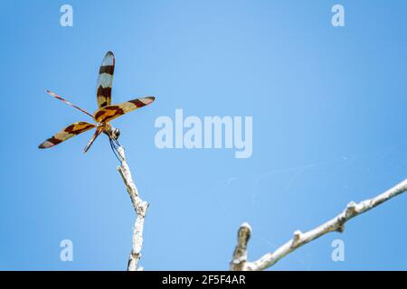 Florida Miami Tamiami Trail Everglades National Park Shark Valley tropical wetland environment habitat ecosystem dragonfly insect Halloween pennant Ce Stock Photo