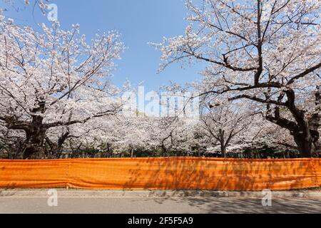 Tokyo, Japan. 26th Mar, 2021. A view of a fence put up to avoid people from gathering for Hanami parties under the cherry blossoms in Yoyogi Park.Though Tokyo lifted its Coronavirus State of Emergency at midnight on March 21st the annual Hanami, cherry blossom parties and other gatherings of large number of people are still limited and discouraged. (Photo by Damon Coulter/SOPA Images/Sipa USA) Credit: Sipa USA/Alamy Live News Stock Photo