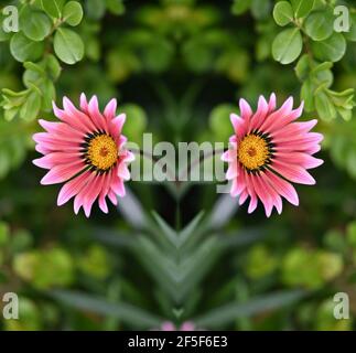 Gerbera daisy with two tone pink petals and yellow center on a natural green background. Stock Photo