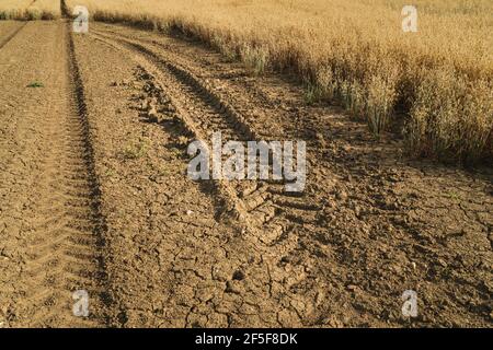 View across field of oats during increasing dry spells in summer in Beverley, Yorkshire, UK. Stock Photo