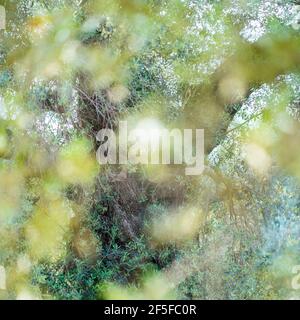 Ancient Olive Tree - Olivo milenario (Olea europaea), Moleta del Remei Iberian Village, Alcanar Village, La Senia Territory, Terres de l'Ebre, Tarrago Stock Photo