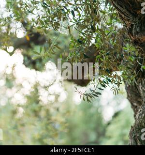 Ancient Olive Tree - Olivo milenario (Olea europaea), Moleta del Remei Iberian Village, Alcanar Village, La Senia Territory, Terres de l'Ebre, Tarrago Stock Photo