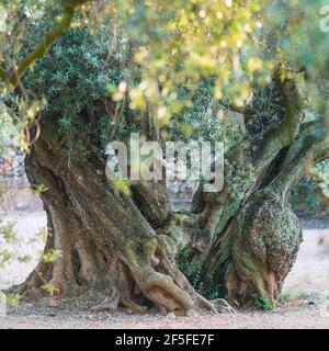 Ancient Olive Tree - Olivo milenario (Olea europaea), Moleta del Remei Iberian Village, Alcanar Village, La Senia Territory, Terres de l'Ebre, Tarrago Stock Photo