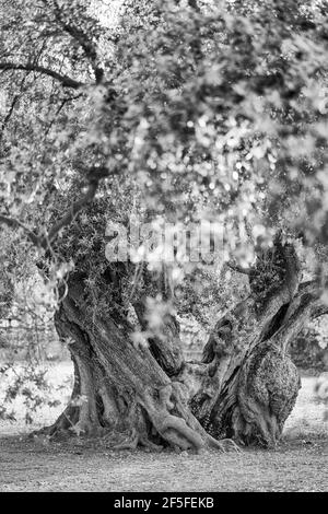 Ancient Olive Tree - Olivo milenario (Olea europaea), Moleta del Remei Iberian Village, Alcanar Village, La Senia Territory, Terres de l'Ebre, Tarrago Stock Photo