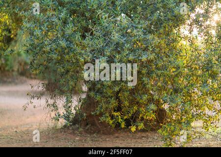 Ancient Olive Tree - Olivo milenario (Olea europaea), Moleta del Remei Iberian Village, Alcanar Village, La Senia Territory, Terres de l'Ebre, Tarrago Stock Photo